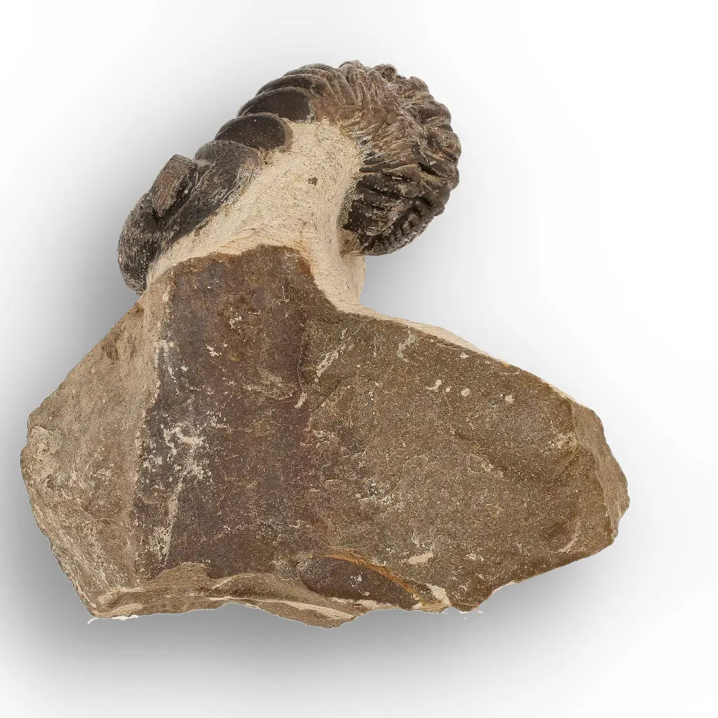 Get your Premium Morocops Trilobite Fossil Specimen – Anti-Atlas, Morocco online now or in store at Forever Gems in Franschhoek, South Africa