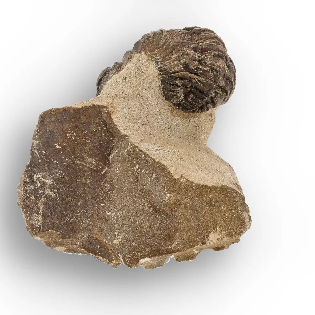 Get your Premium Morocops Trilobite Fossil Specimen – Anti-Atlas, Morocco online now or in store at Forever Gems in Franschhoek, South Africa