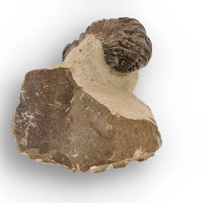 Get your Premium Morocops Trilobite Fossil Specimen – Anti-Atlas, Morocco online now or in store at Forever Gems in Franschhoek, South Africa