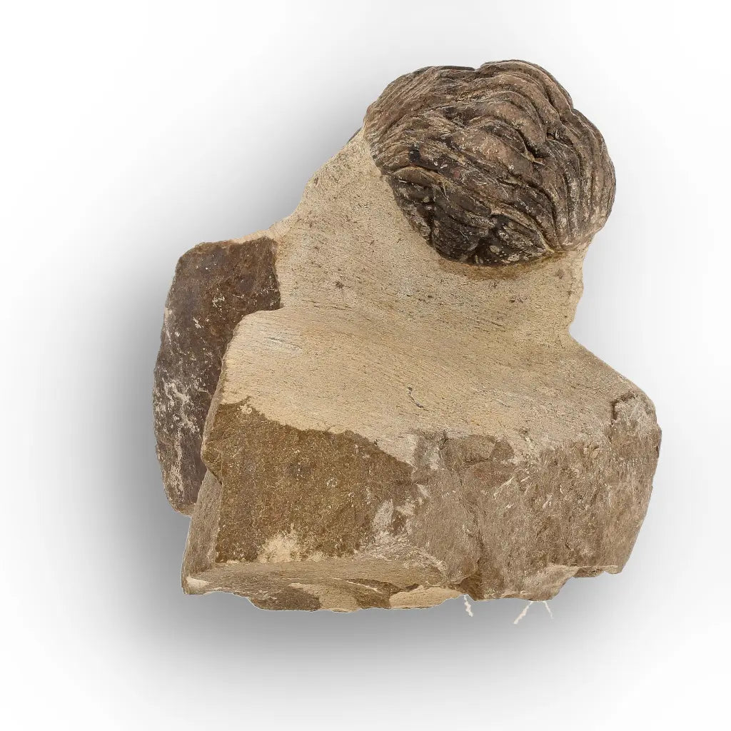 Get your Premium Morocops Trilobite Fossil Specimen – Anti-Atlas, Morocco online now or in store at Forever Gems in Franschhoek, South Africa