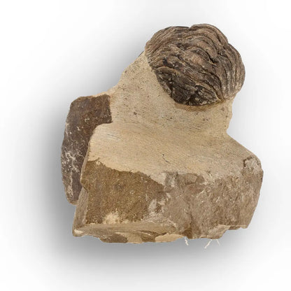 Get your Premium Morocops Trilobite Fossil Specimen – Anti-Atlas, Morocco online now or in store at Forever Gems in Franschhoek, South Africa