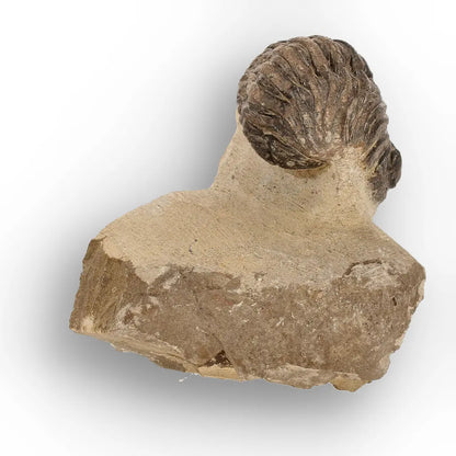 Get your Premium Morocops Trilobite Fossil Specimen – Anti-Atlas, Morocco online now or in store at Forever Gems in Franschhoek, South Africa