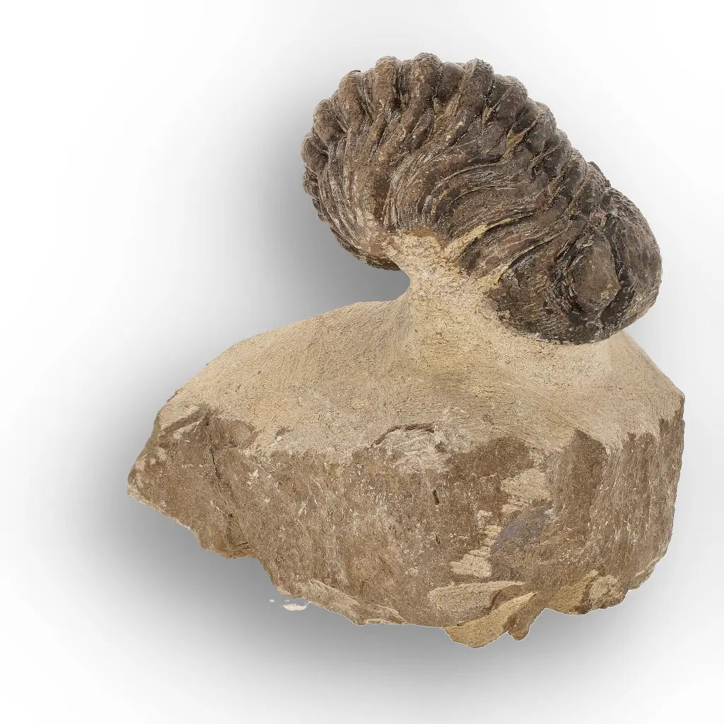 Get your Premium Morocops Trilobite Fossil Specimen – Anti-Atlas, Morocco online now or in store at Forever Gems in Franschhoek, South Africa