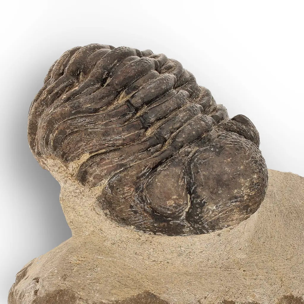 Get your Premium Morocops Trilobite Fossil Specimen – Anti-Atlas, Morocco online now or in store at Forever Gems in Franschhoek, South Africa