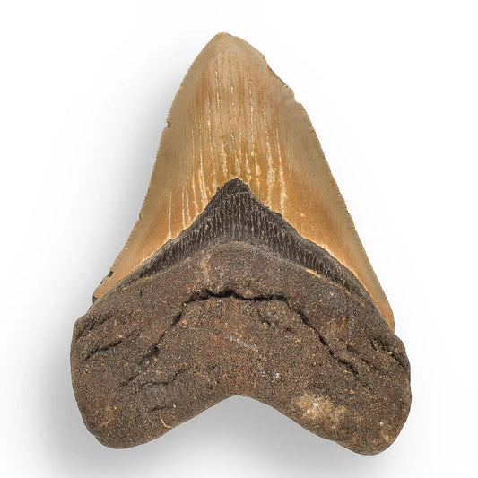 Buy your Authentic Megalodon Shark Tooth – Prehistoric Power online now or in store at Forever Gems in Franschhoek, South Africa