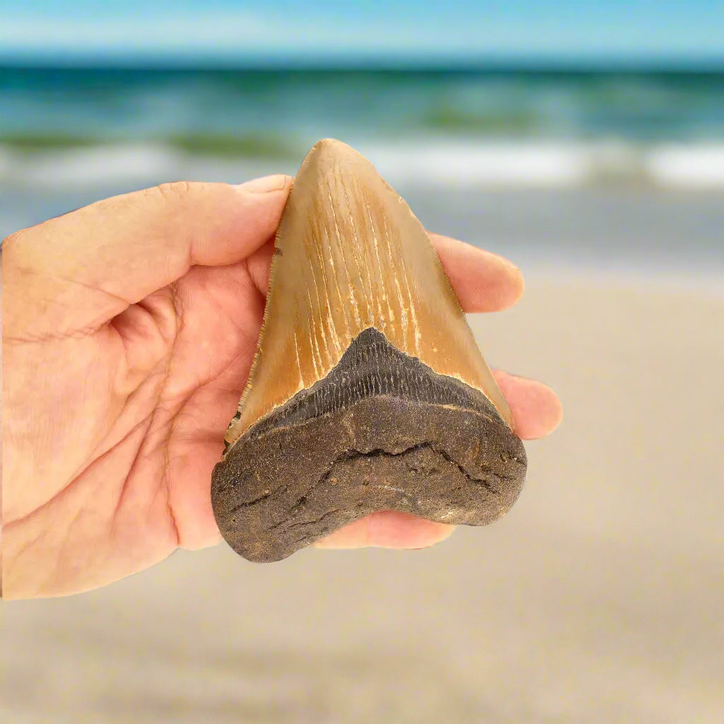 Buy your Authentic Megalodon Shark Tooth – Prehistoric Power online now or in store at Forever Gems in Franschhoek, South Africa