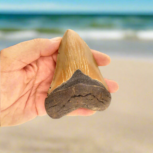 Buy your Authentic Megalodon Shark Tooth – Prehistoric Power online now or in store at Forever Gems in Franschhoek, South Africa