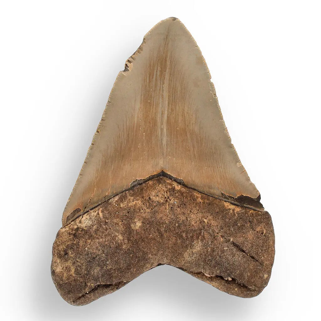 Buy your Authentic Megalodon Shark Tooth – Prehistoric Power online now or in store at Forever Gems in Franschhoek, South Africa