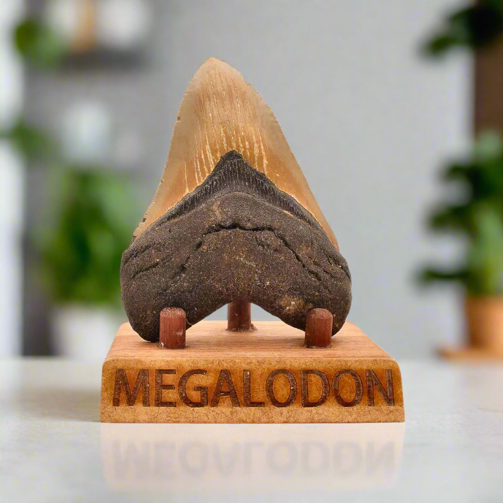 Buy your Authentic Megalodon Shark Tooth – Prehistoric Power online now or in store at Forever Gems in Franschhoek, South Africa