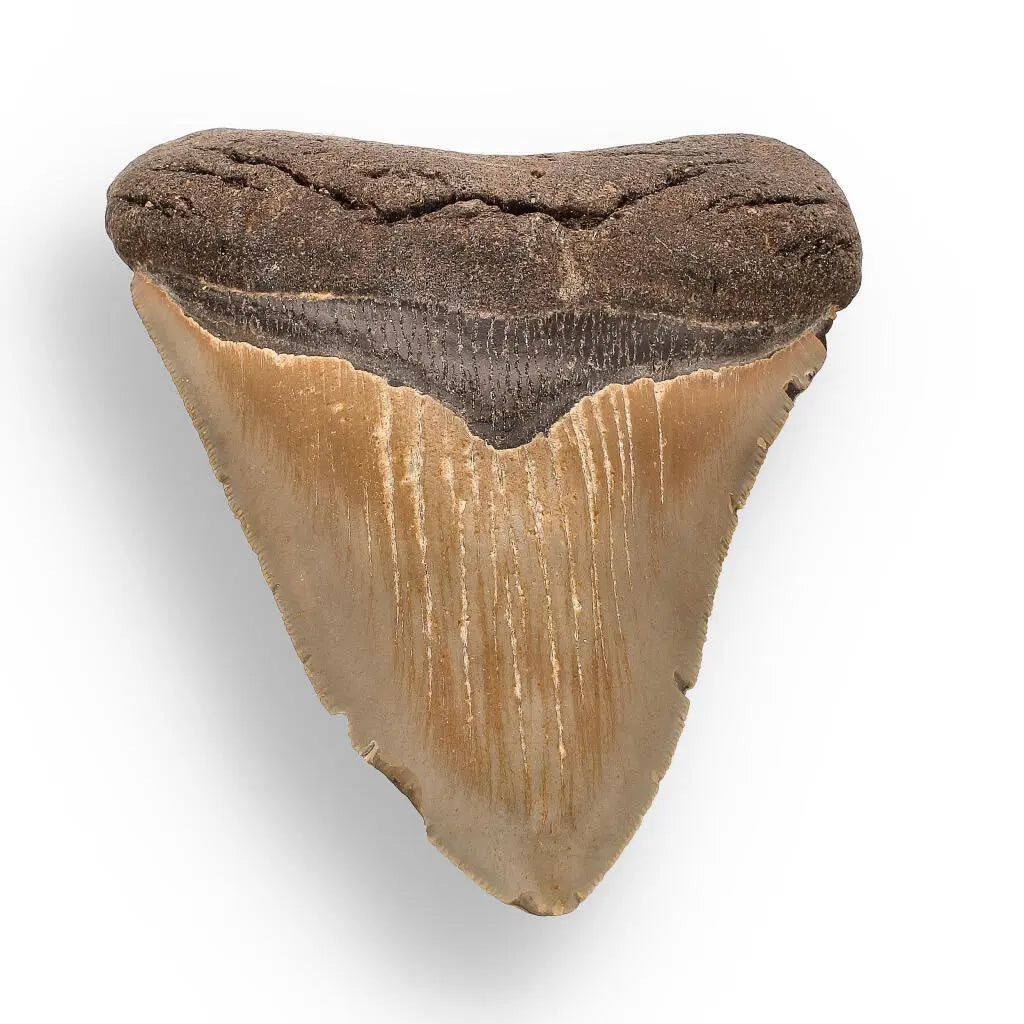 Buy your Authentic Megalodon Shark Tooth – Prehistoric Power online now or in store at Forever Gems in Franschhoek, South Africa