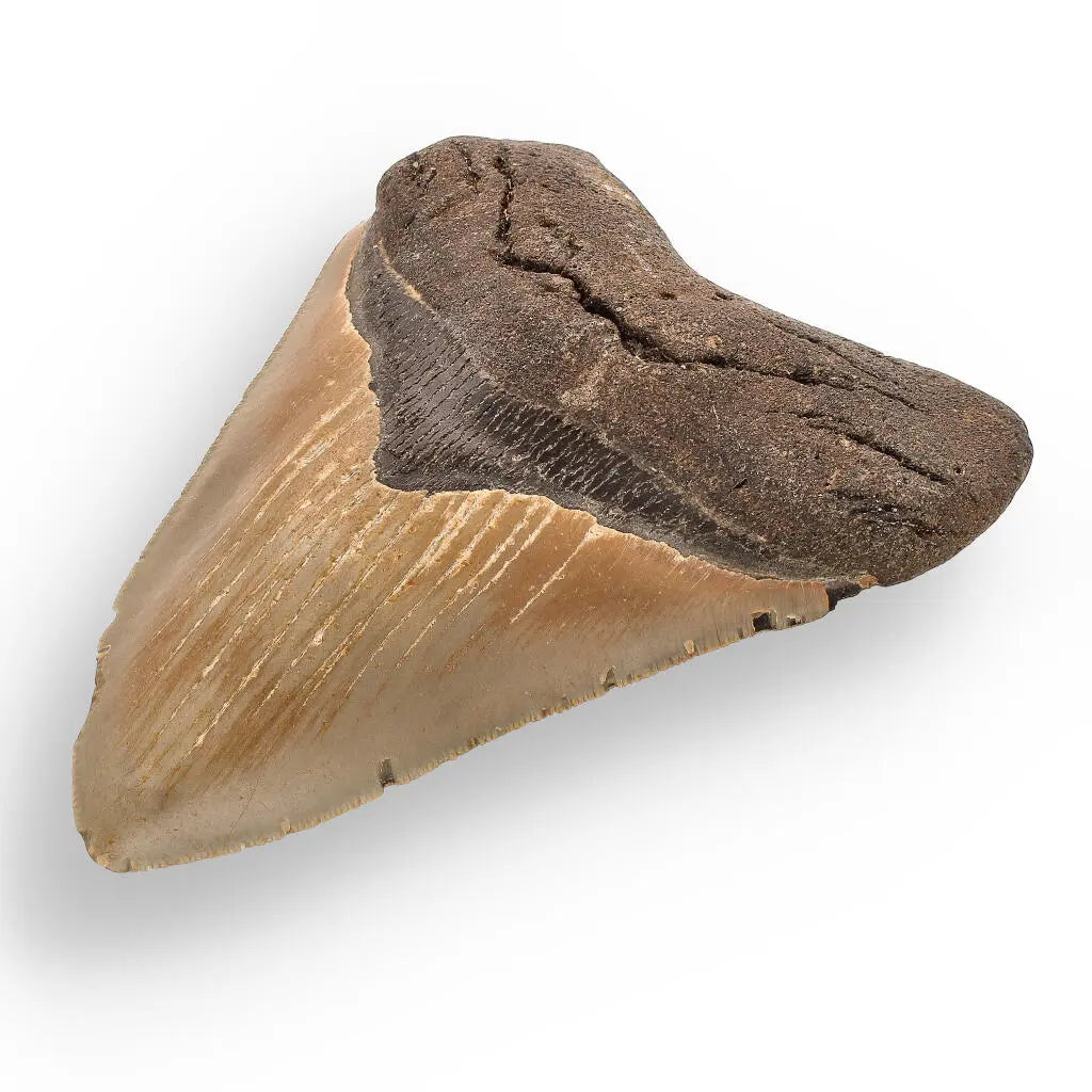 Buy your Authentic Megalodon Shark Tooth – Prehistoric Power online now or in store at Forever Gems in Franschhoek, South Africa