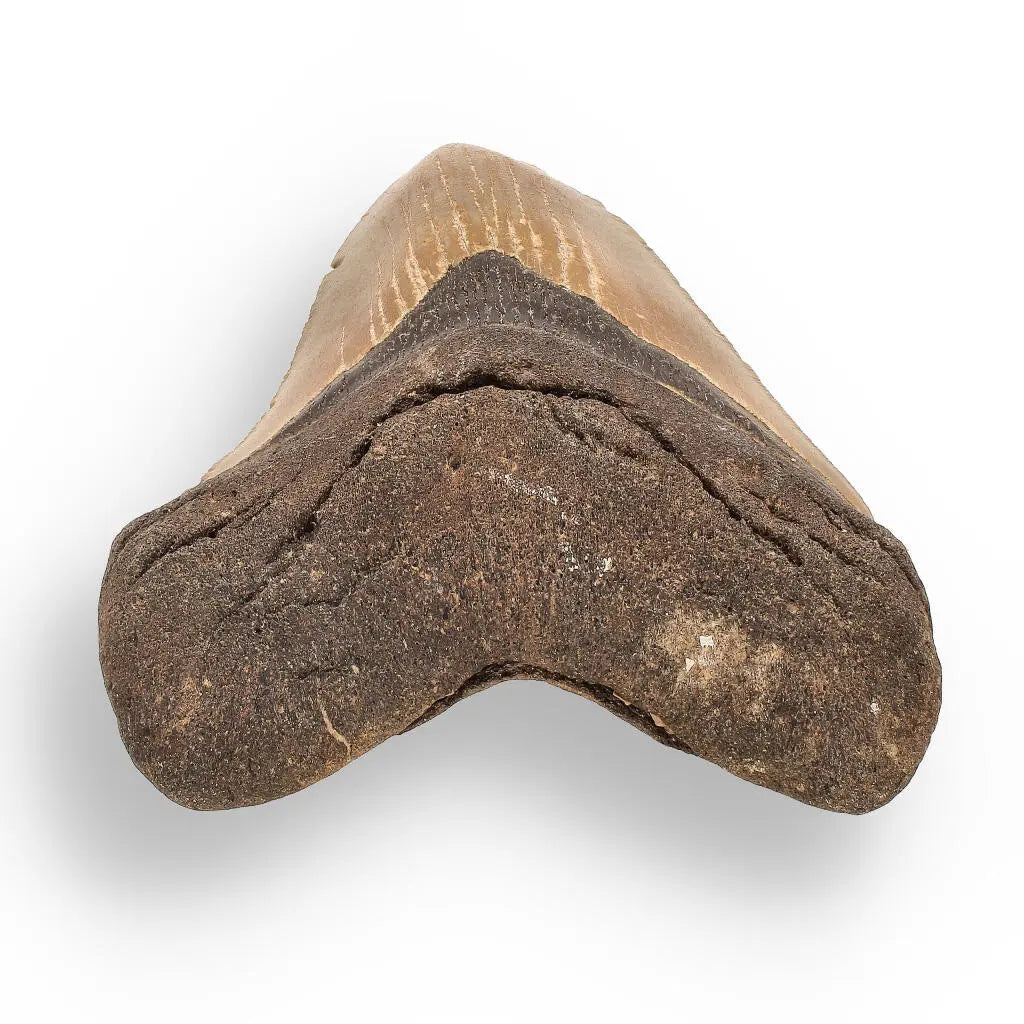 Buy your Authentic Megalodon Shark Tooth – Prehistoric Power online now or in store at Forever Gems in Franschhoek, South Africa