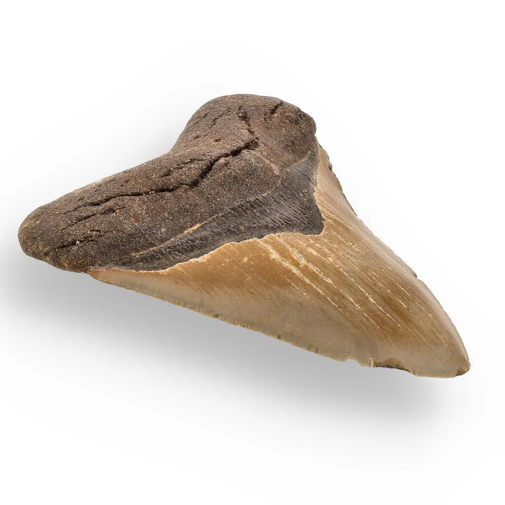 Buy your Authentic Megalodon Shark Tooth – Prehistoric Power online now or in store at Forever Gems in Franschhoek, South Africa