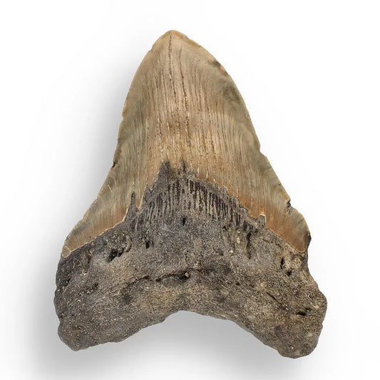 Buy your Authentic Megalodon Shark Tooth – Ocean’s Relic online now or in store at Forever Gems in Franschhoek, South Africa