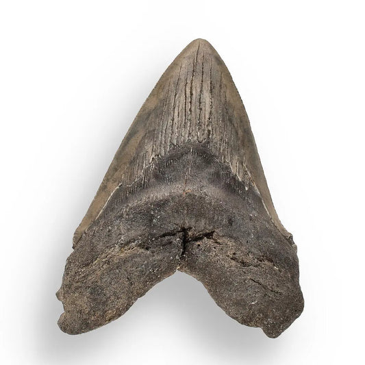 Buy your Authentic Megalodon Shark Tooth – Ancient Legend online now or in store at Forever Gems in Franschhoek, South Africa