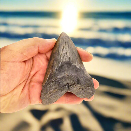 Buy your Authentic Megalodon Shark Tooth – Ancient Legend online now or in store at Forever Gems in Franschhoek, South Africa