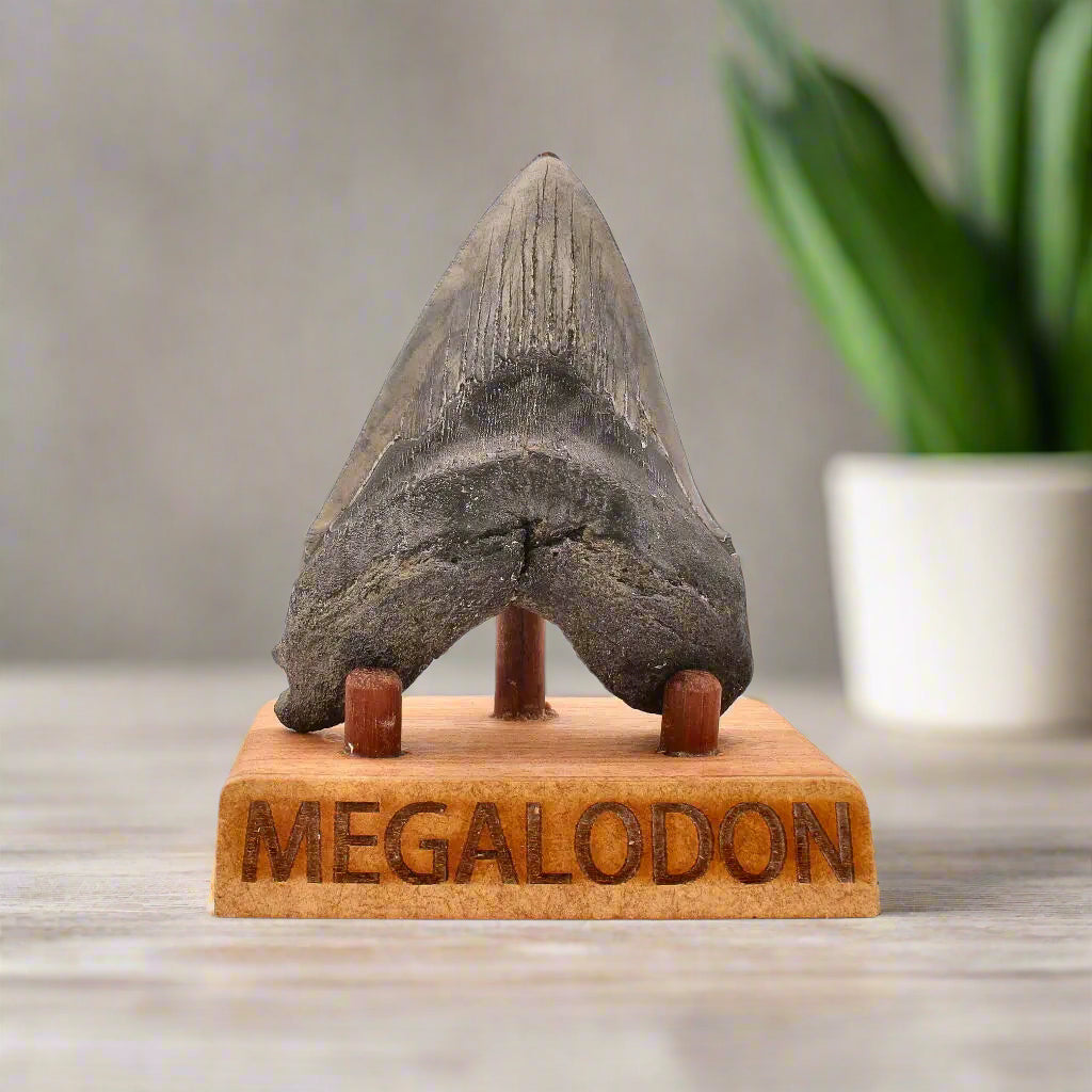 Buy your Authentic Megalodon Shark Tooth – Ancient Legend online now or in store at Forever Gems in Franschhoek, South Africa