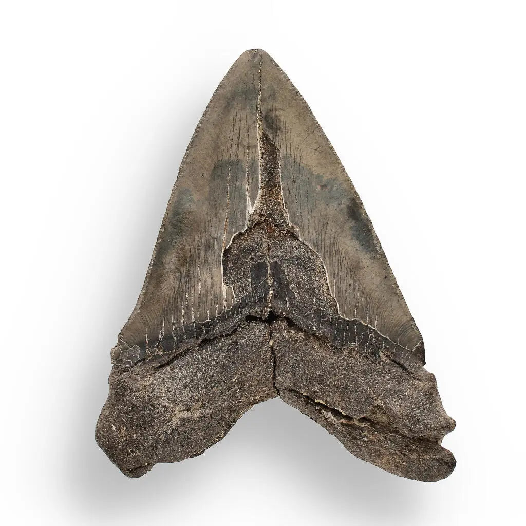 Buy your Authentic Megalodon Shark Tooth – Ancient Legend online now or in store at Forever Gems in Franschhoek, South Africa