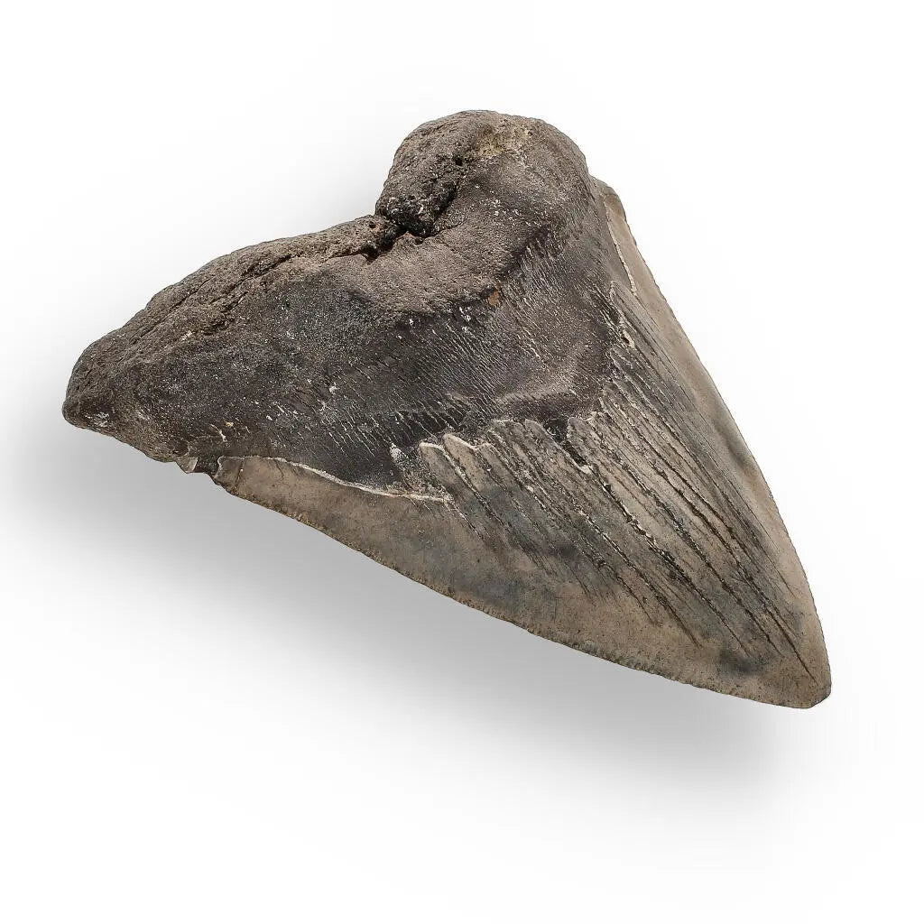 Buy your Authentic Megalodon Shark Tooth – Ancient Legend online now or in store at Forever Gems in Franschhoek, South Africa
