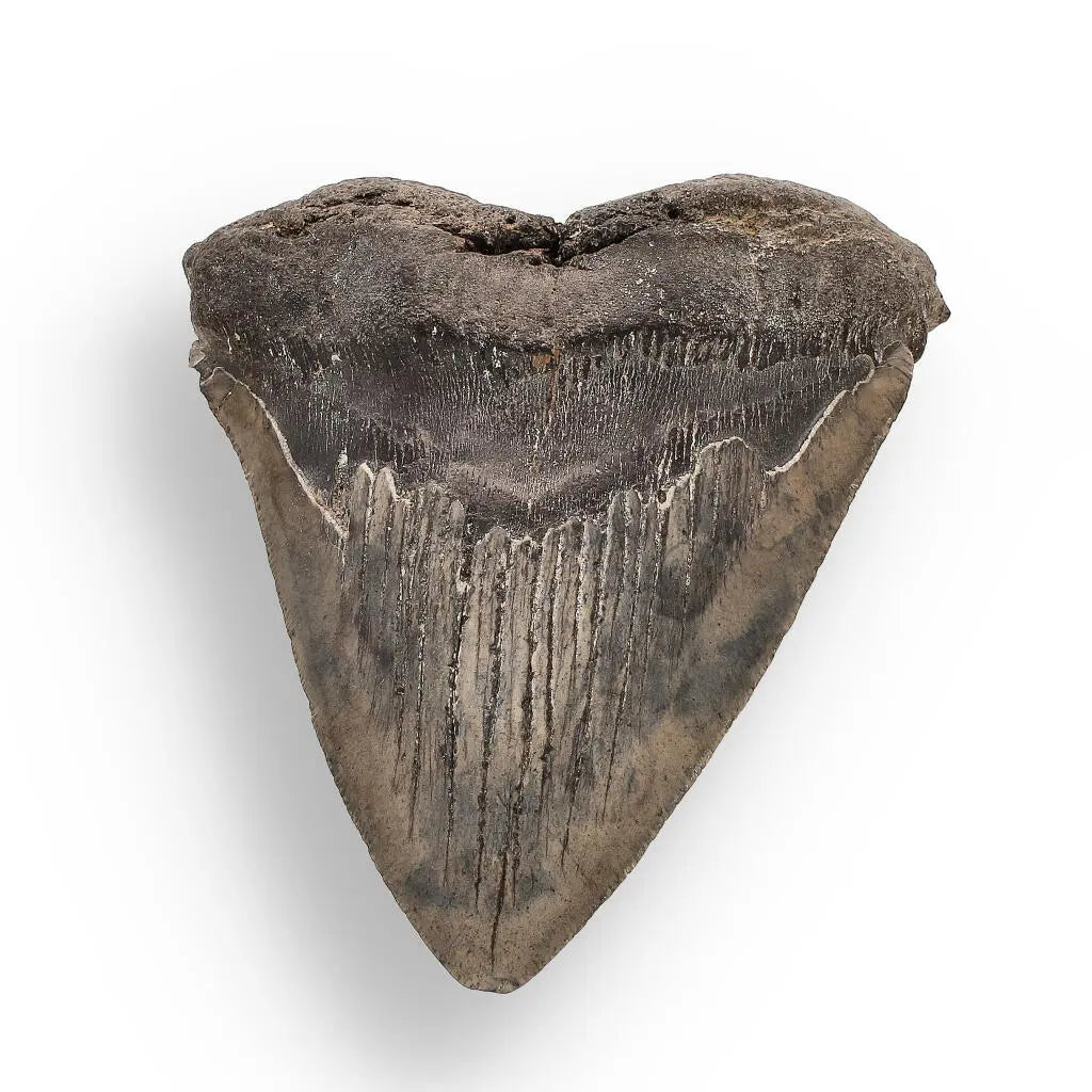 Buy your Authentic Megalodon Shark Tooth – Ancient Legend online now or in store at Forever Gems in Franschhoek, South Africa