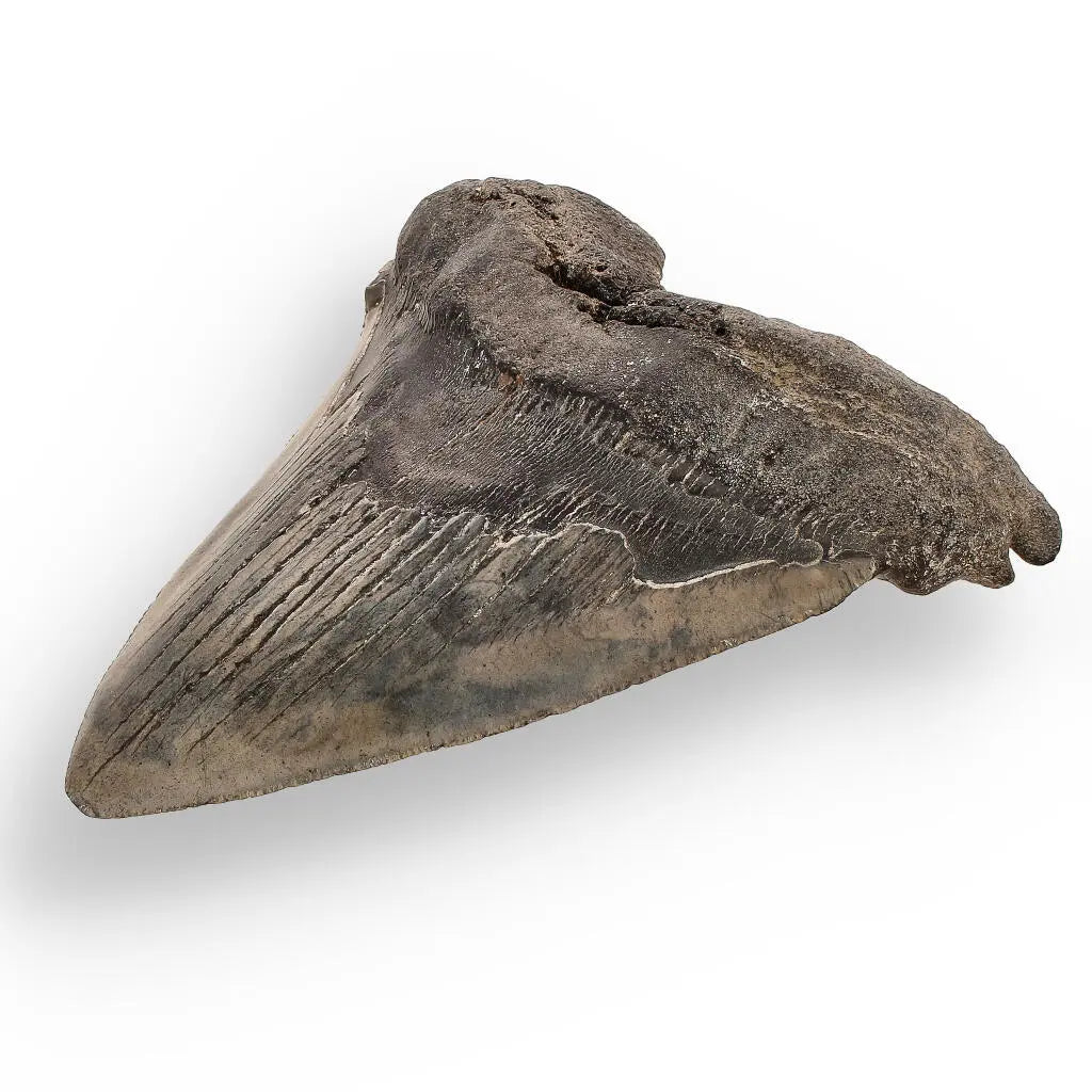 Buy your Authentic Megalodon Shark Tooth – Ancient Legend online now or in store at Forever Gems in Franschhoek, South Africa