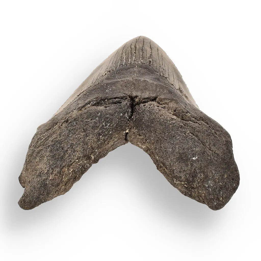 Buy your Authentic Megalodon Shark Tooth – Ancient Legend online now or in store at Forever Gems in Franschhoek, South Africa