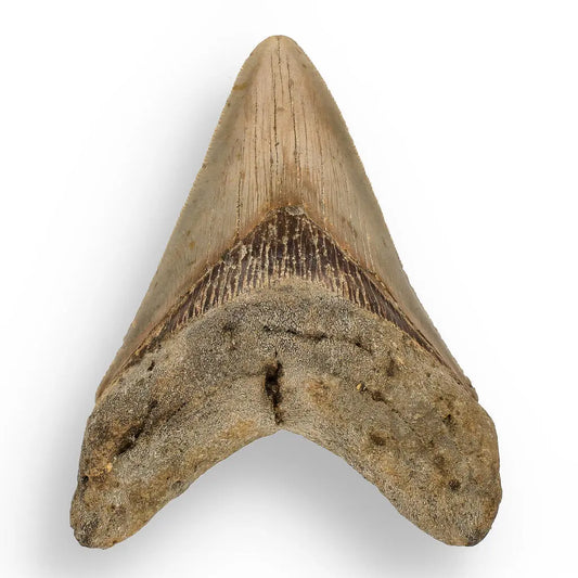 Buy your Authentic Megalodon Shark Tooth – Ultimate Collector’s Find online now or in store at Forever Gems in Franschhoek, South Africa