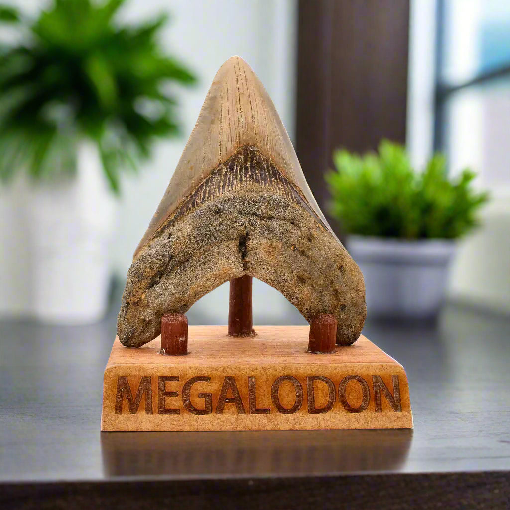 Buy your Authentic Megalodon Shark Tooth – Ultimate Collector’s Find online now or in store at Forever Gems in Franschhoek, South Africa