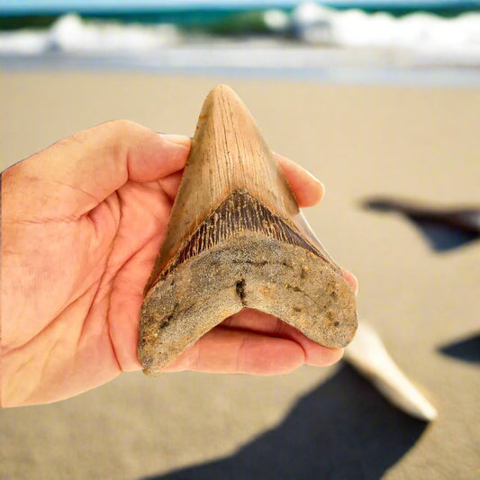 Buy your Authentic Megalodon Shark Tooth – Ultimate Collector’s Find online now or in store at Forever Gems in Franschhoek, South Africa