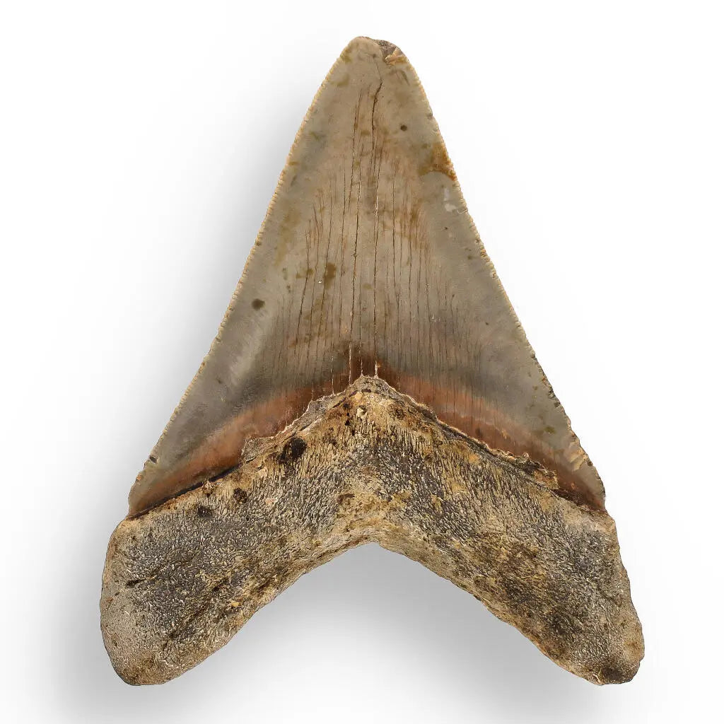 Buy your Authentic Megalodon Shark Tooth – Ultimate Collector’s Find online now or in store at Forever Gems in Franschhoek, South Africa