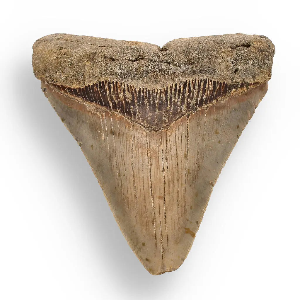 Buy your Authentic Megalodon Shark Tooth – Ultimate Collector’s Find online now or in store at Forever Gems in Franschhoek, South Africa