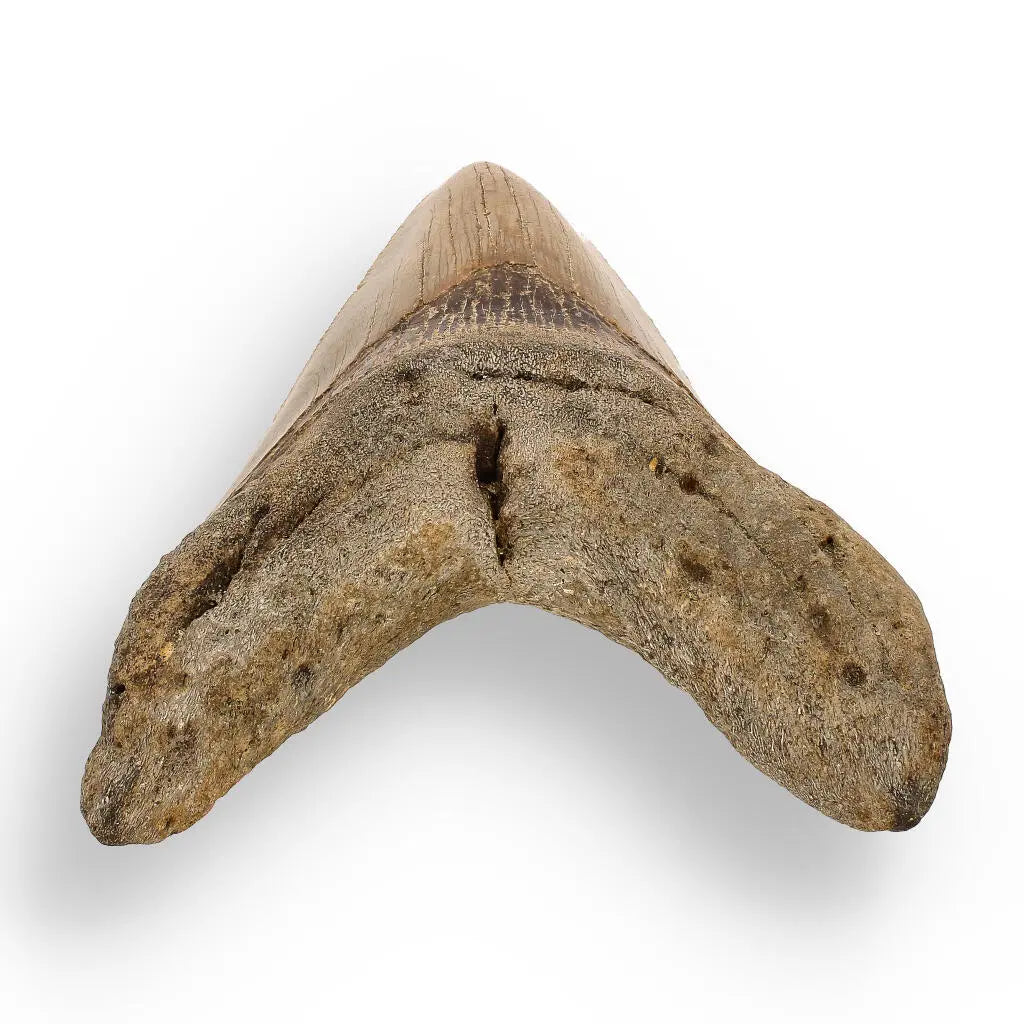 Buy your Authentic Megalodon Shark Tooth – Ultimate Collector’s Find online now or in store at Forever Gems in Franschhoek, South Africa