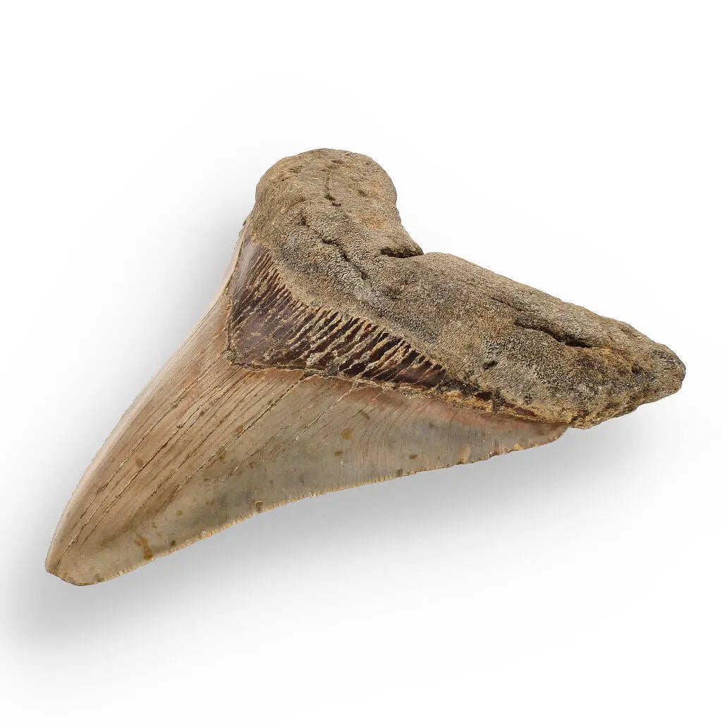 Buy your Authentic Megalodon Shark Tooth – Ultimate Collector’s Find online now or in store at Forever Gems in Franschhoek, South Africa