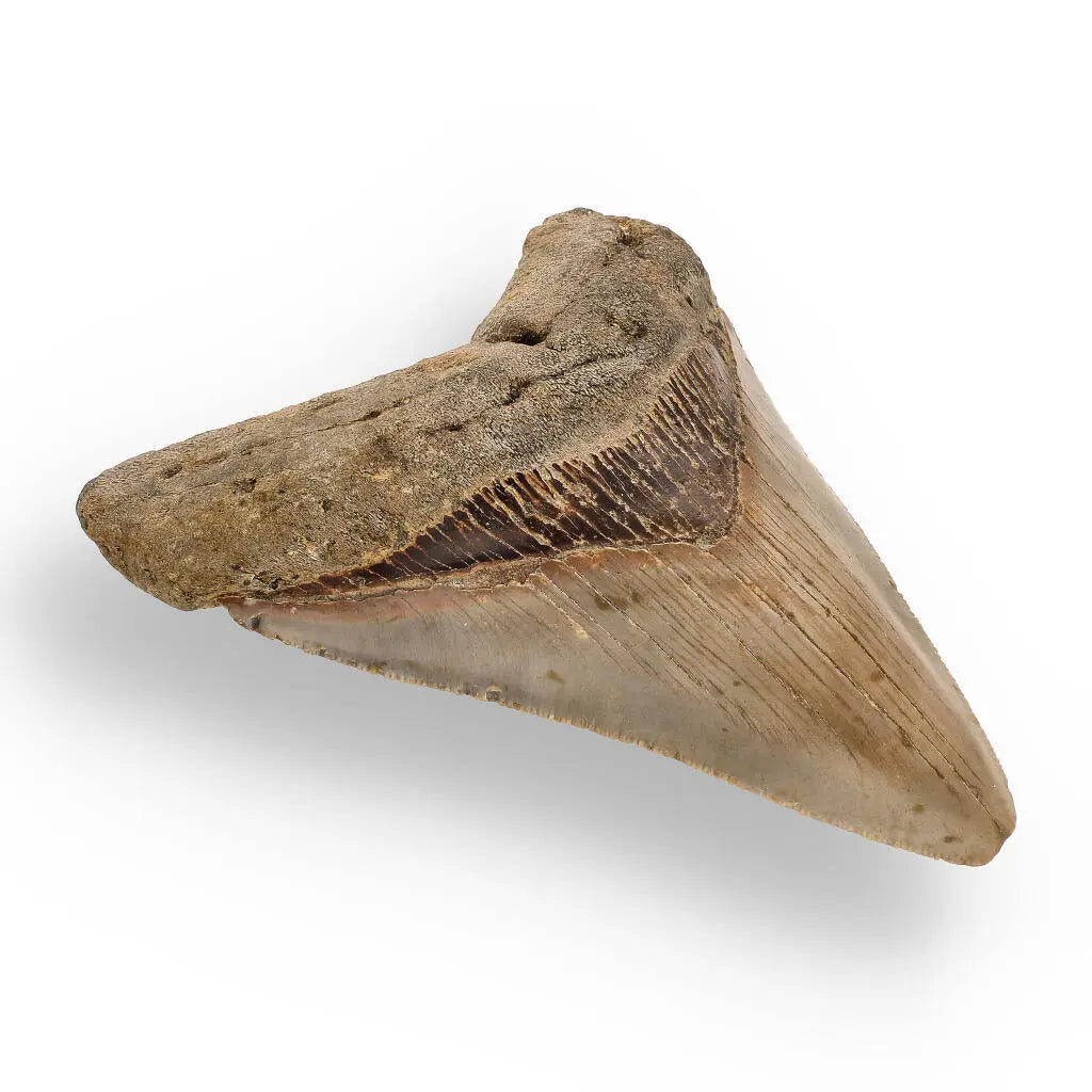 Buy your Authentic Megalodon Shark Tooth – Ultimate Collector’s Find online now or in store at Forever Gems in Franschhoek, South Africa