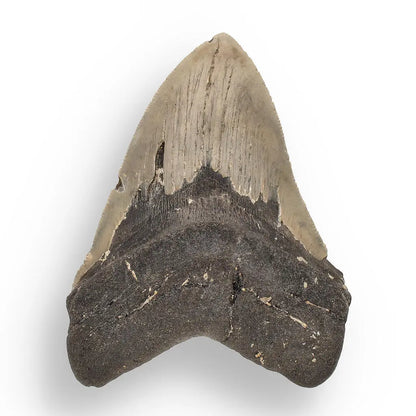 Buy your Authentic Megalodon Shark Tooth – Fossilized Giant online now or in store at Forever Gems in Franschhoek, South Africa