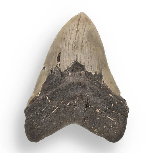 Buy your Authentic Megalodon Shark Tooth – Fossilized Giant online now or in store at Forever Gems in Franschhoek, South Africa