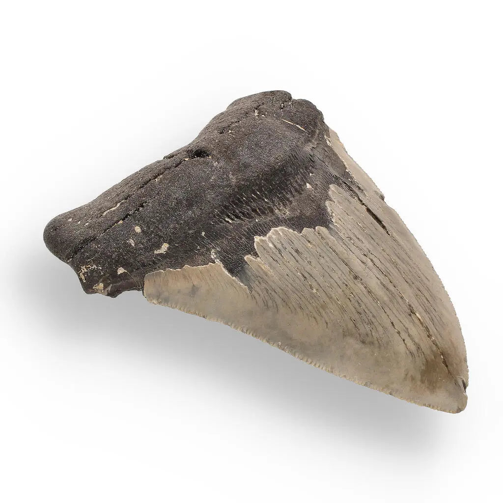 Buy your Authentic Megalodon Shark Tooth – Fossilized Giant online now or in store at Forever Gems in Franschhoek, South Africa