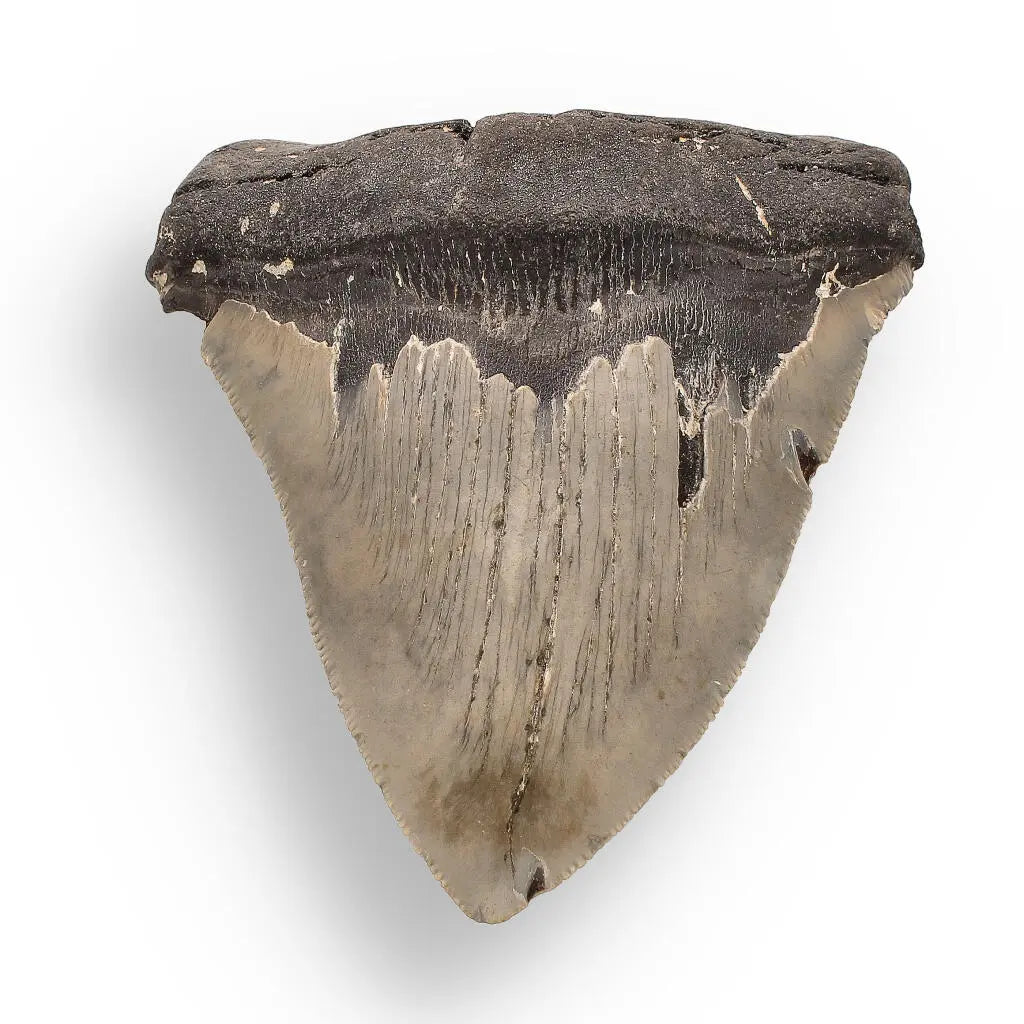 Buy your Authentic Megalodon Shark Tooth – Fossilized Giant online now or in store at Forever Gems in Franschhoek, South Africa