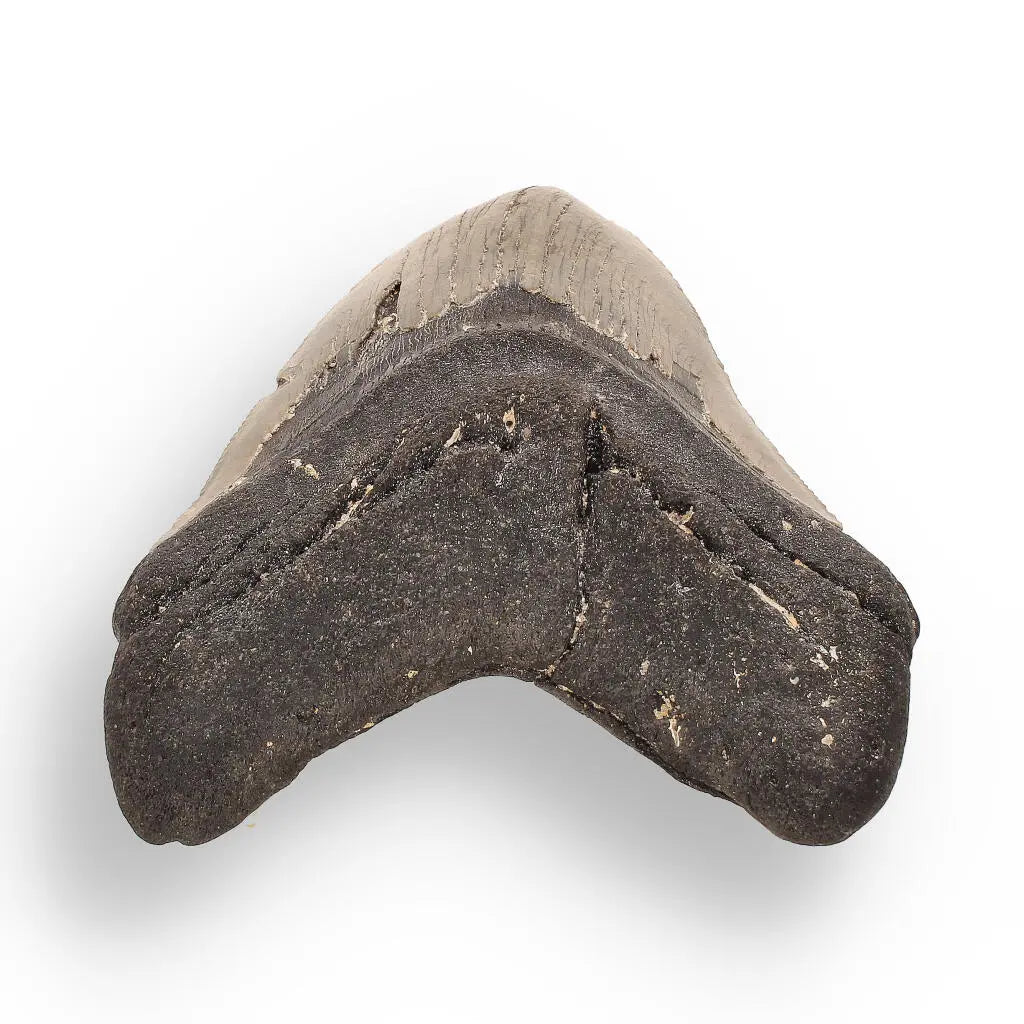Buy your Authentic Megalodon Shark Tooth – Fossilized Giant online now or in store at Forever Gems in Franschhoek, South Africa