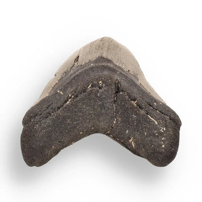 Buy your Authentic Megalodon Shark Tooth – Fossilized Giant online now or in store at Forever Gems in Franschhoek, South Africa