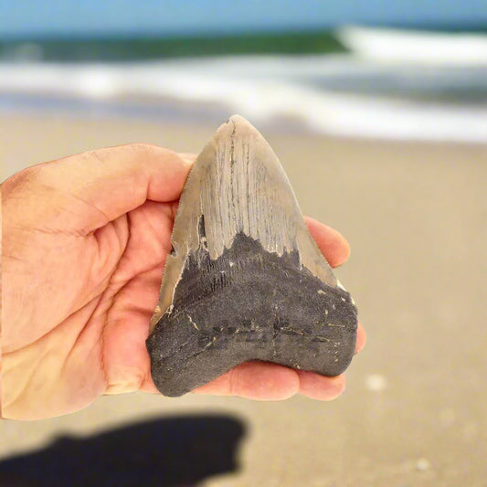 Buy your Authentic Megalodon Shark Tooth – Fossilized Giant online now or in store at Forever Gems in Franschhoek, South Africa