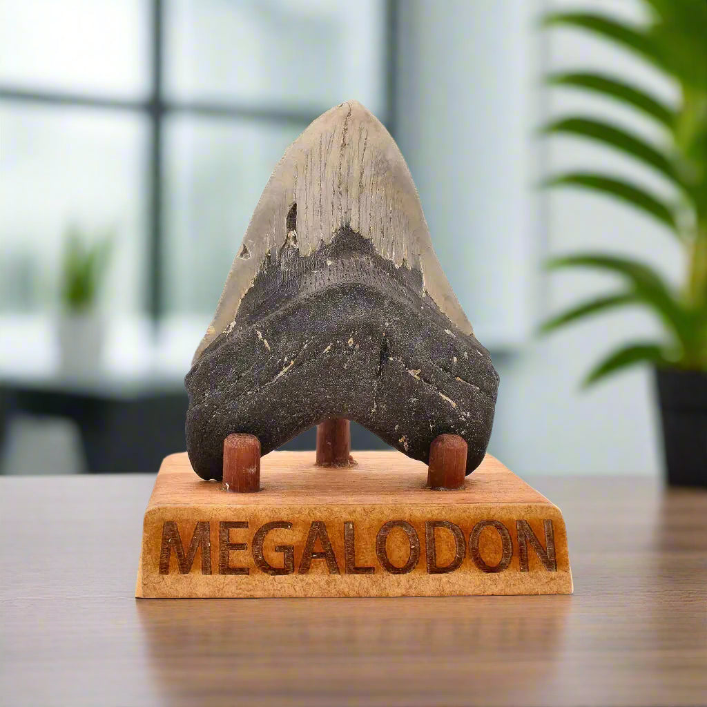 Buy your Authentic Megalodon Shark Tooth – Fossilized Giant online now or in store at Forever Gems in Franschhoek, South Africa