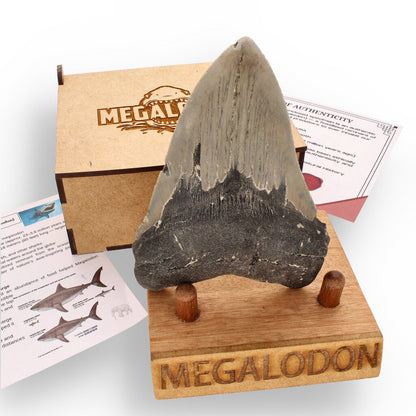 Get your Authentic Megalodon Shark Tooth: Fossilized Giant - 111mm online now or in store at Forever Gems in Franschhoek, South Africa