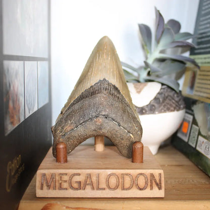 Get your Authentic Megalodon Shark Tooth Fossil: Hold Prehistoric Power – 116mm online now or in store at Forever Gems in Franschhoek, South Africa
