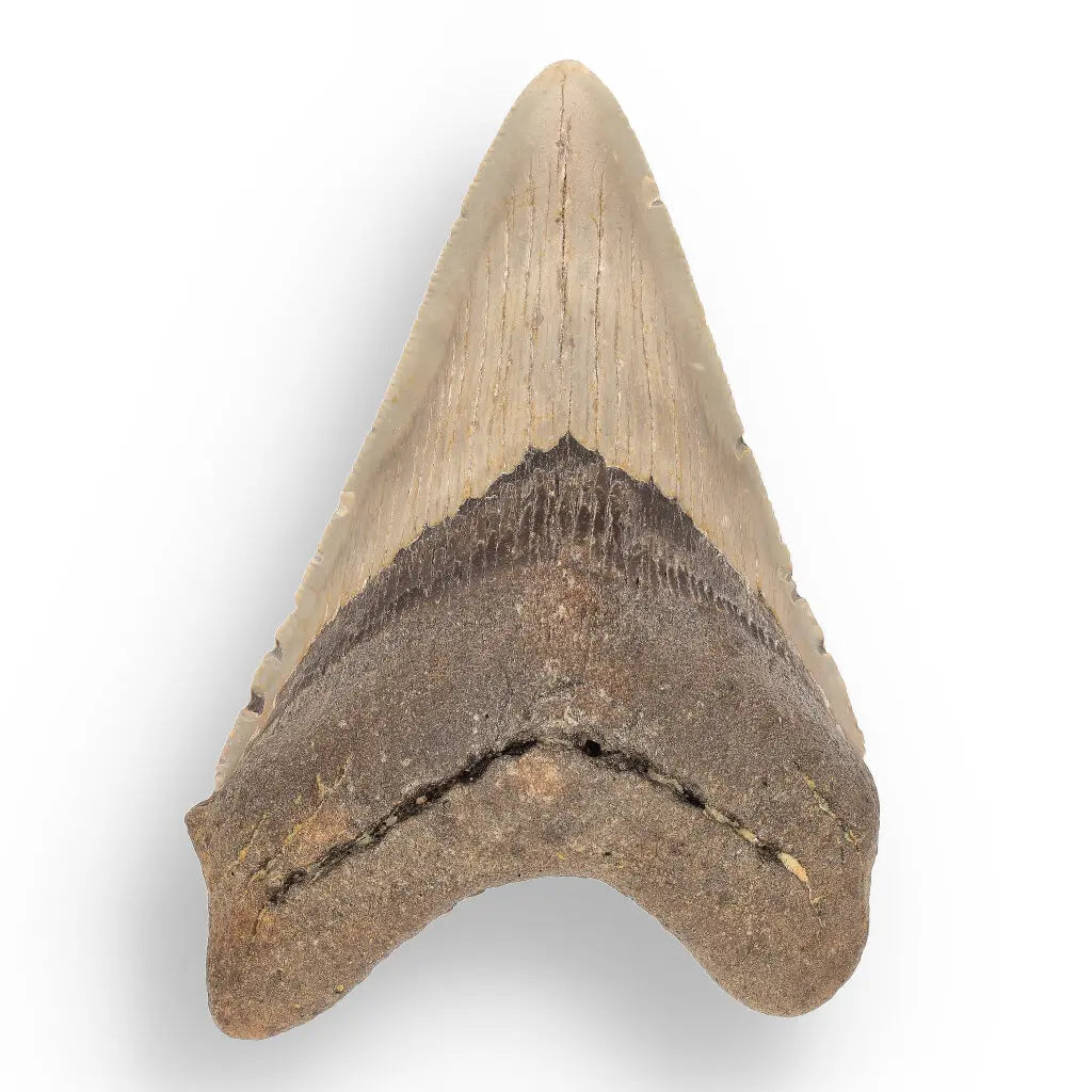 Get your Authentic Megalodon Shark Tooth Fossil: Hold Prehistoric Power – 116mm online now or in store at Forever Gems in Franschhoek, South Africa
