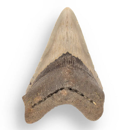 Get your Authentic Megalodon Shark Tooth Fossil: Hold Prehistoric Power – 116mm online now or in store at Forever Gems in Franschhoek, South Africa