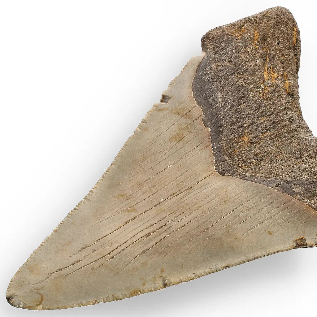 Get your Authentic Megalodon Shark Tooth Fossil: Hold Prehistoric Power – 116mm online now or in store at Forever Gems in Franschhoek, South Africa