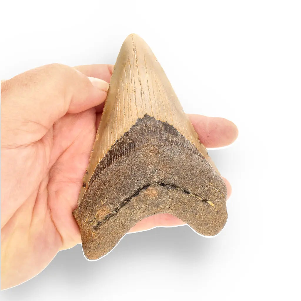 Get your Authentic Megalodon Shark Tooth Fossil: Hold Prehistoric Power – 116mm online now or in store at Forever Gems in Franschhoek, South Africa
