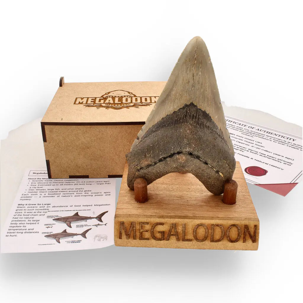 Get your Authentic Megalodon Shark Tooth Fossil: Hold Prehistoric Power – 116mm online now or in store at Forever Gems in Franschhoek, South Africa