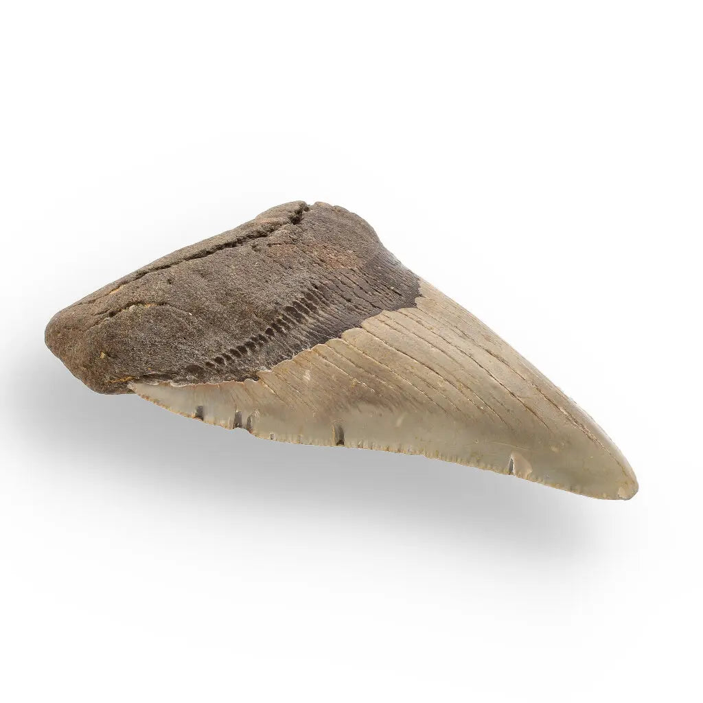 Get your Authentic Megalodon Shark Tooth Fossil: Hold Prehistoric Power – 116mm online now or in store at Forever Gems in Franschhoek, South Africa